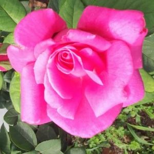 Meet your Posher, Sally